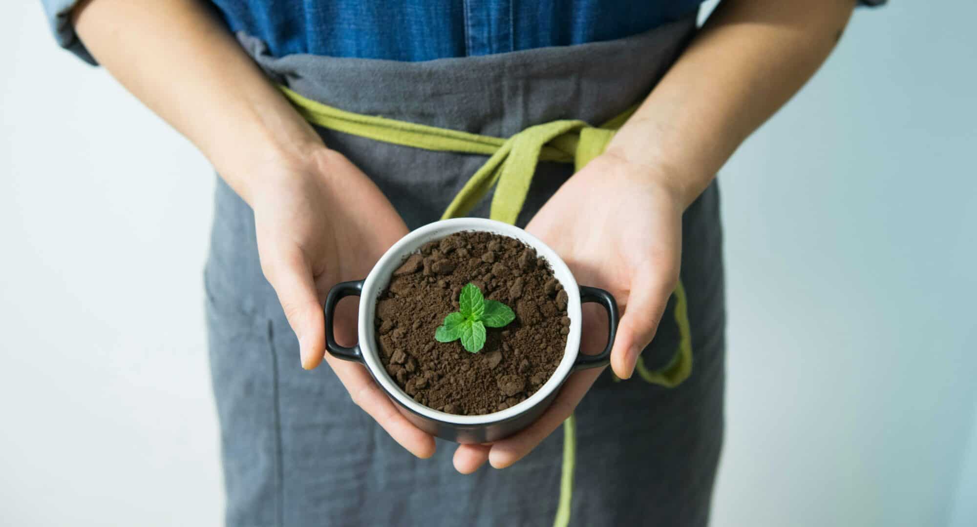 Lush green plant seedling in soil within a small black and white pot, symbolizing growth and wellness, ideal for holistic therapy and mental health services.