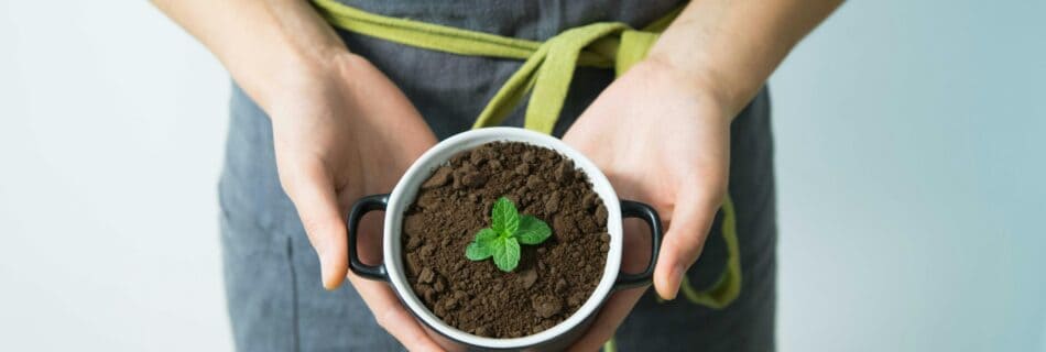 Lush green plant seedling in soil within a small black and white pot, symbolizing growth and wellness, ideal for holistic therapy and mental health services.