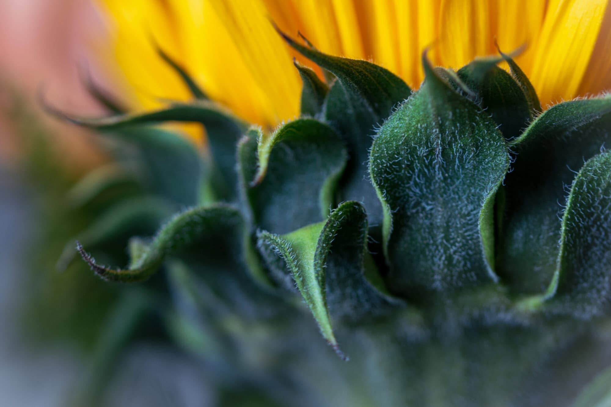 Doctors and nurses grow by committing to their mental wellbeing. EMDR intensives for doctors and nurses help them reconnect to their "why," their patients, and their families.